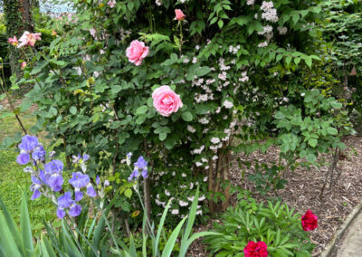 ce sont des fleurs qui sont dans l'entrée du jardin devant la maison